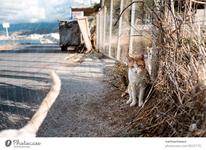 street cat Vacation & Travel Tourism Trip Summer Summer vacation Nature Landscape Animal Coast Lakeside Island Greece Crete Village Wall (barrier)