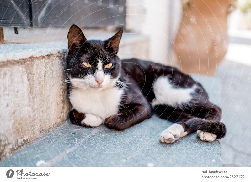 Strays on Crete Summer Animal Greece Village Deserted Wall (barrier) Wall (building) Facade Door Cat 1 Stone Observe Relaxation Looking Friendliness Natural