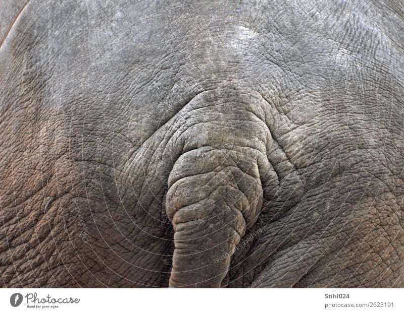 elephant butt Animal Farm animal Wild animal Elephant Elephant skin Tails 1 Gigantic Large Muscular Natural Gray Peaceful Indifferent Power Patient End Wrinkles