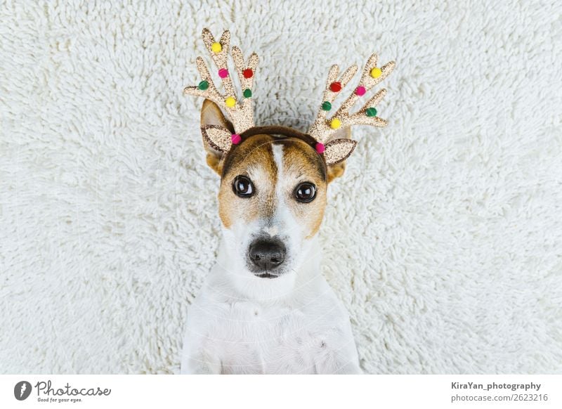 Cute dog in Christmas gold deer horns Joy Happy Beautiful Face Winter Decoration Feasts & Celebrations Christmas & Advent New Year's Eve Hat Pet Dog Funny Above
