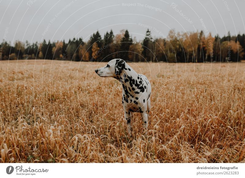 dog dalmatian in cornfield cornfield cornfield field Environment Nature Landscape Agricultural crop Field Animal Pet Dog Observe Looking Stand Wait Esthetic