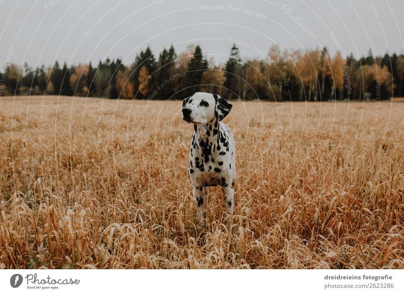 Dalmatian dog standing in cornfield grain field Environment Nature Landscape Field Animal Pet Dog Observe Stand Wait Natural Contentment
