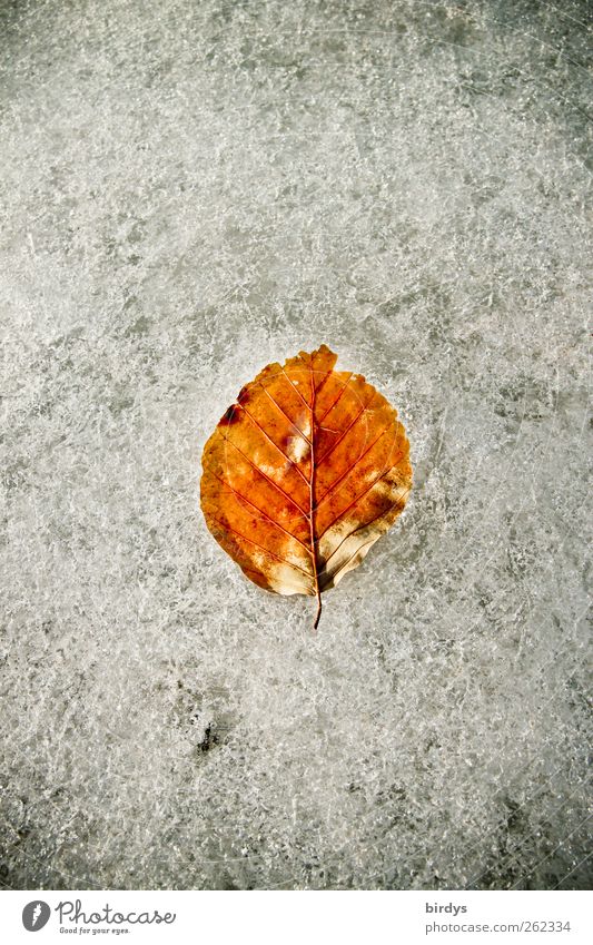 Single beech leaf on an ice surface Winter Ice Frost Leaf Esthetic Cold naturally pretty Brown White Nature Change 1 Ice crystal Frozen Colour photo