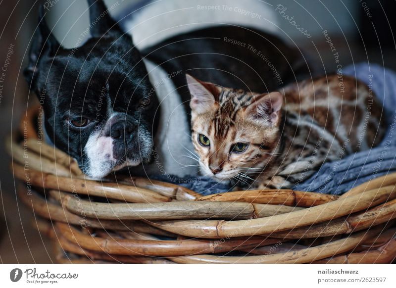 Cat&Dog Animal Pet boston terrier Bengal cat 2 Basket Wood Observe Relaxation Looking Sleep Wait Brash Happiness Cuddly Curiosity Cute Beautiful Joy Acceptance