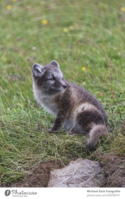 Close up of a young playful arctic fox cub in summer Beautiful Summer Baby Nature Animal Grass Meadow Fur coat Baby animal Small Cute Wild Blue Brown Green