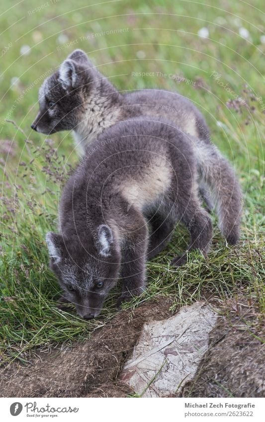 two young playful arctic fox cub in front of their lair Beautiful Summer Baby Nature Animal Grass Meadow Fur coat Baby animal Small Cute Wild Blue Brown Green