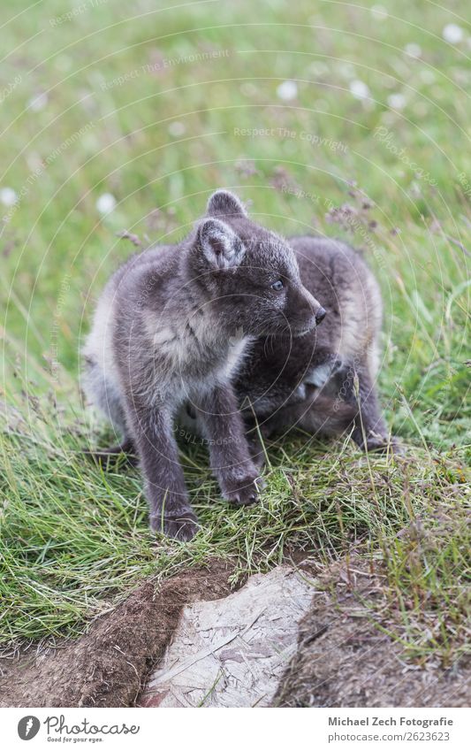 two young playful arctic fox cub in front of their lair Beautiful Summer Baby Nature Animal Grass Meadow Fur coat Baby animal Small Cute Wild Blue Brown Green