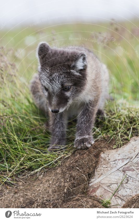 Close up of a young playful arctic fox cub in summer on iceland Beautiful Summer Baby Nature Animal Grass Meadow Fur coat Baby animal Small Cute Wild Blue Brown