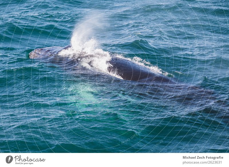 Big Humpback whale getting ready to dive near husavik on iceland Beautiful Life Ocean Mother Adults Animal Fog Breathe Observe Feeding Blue Amazing humpback
