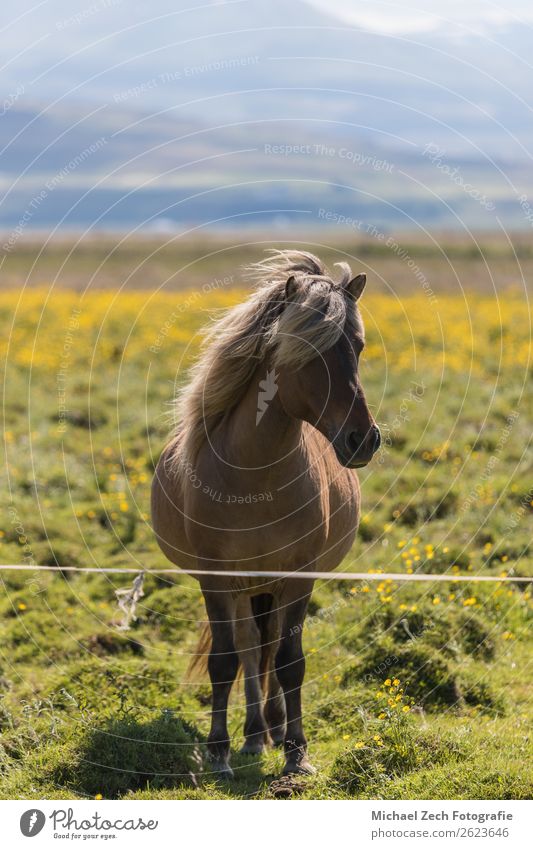 Icelandic horse on a green field in summer iceland Beautiful Mountain Group Nature Landscape Animal Grass Meadow Hill Glacier Horse Herd Natural Brown Green