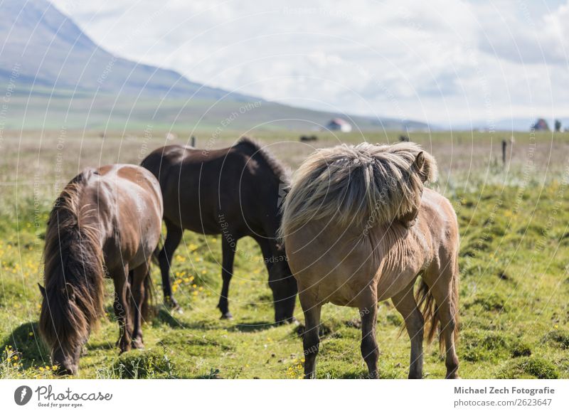 Icelandic horses on a green field in summer iceland Beautiful Mountain Group Nature Landscape Animal Grass Meadow Hill Glacier Horse Herd Natural Brown Green