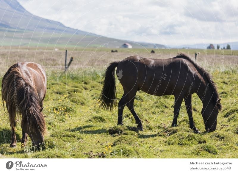 Icelandic horses on a green field in summer iceland Beautiful Mountain Group Nature Landscape Animal Grass Meadow Hill Glacier Horse Herd Natural Brown Green