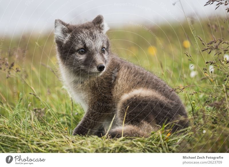 Close Up Of A Young Playful Arctic Fox Cub In Summer On Iceland - A Royalty  Free Stock Photo From Photocase