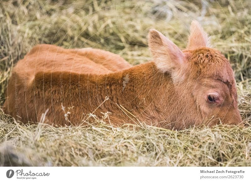 young cows lying on the ground and having a rest Meat Animal Lake Cow Pen Growth Small Cute Vogafjos Cowshed Café Mývatn Iceland Delightful agriculture barn