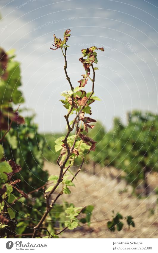 The Vineyard IV Summer Environment Nature Plant Bushes Leaf Agricultural crop Growth Grape harvest Wine growing Agriculture Southern France Manmade landscape