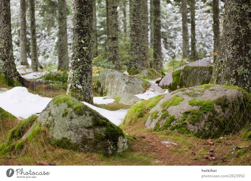 Mossed stones in the Black Forest Vacation & Travel Tourism Trip Freedom Cycling tour Mountain Hiking Nature Landscape Plant Earth Autumn Winter Ice Frost Snow