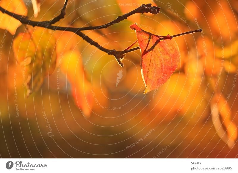 Apple tree leaves in beautiful autumn light Apple tree leaf Apple tree branch Beautiful weather Sunlight Flare Illuminate Illuminating Leaf Warm light