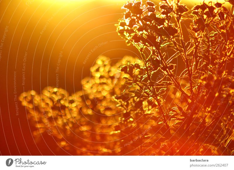 gold-plated Environment Nature Plant Air Sky Autumn Beautiful weather Bushes Illuminate Esthetic Warmth Wild Gold Exotic Colour Growth Colour photo