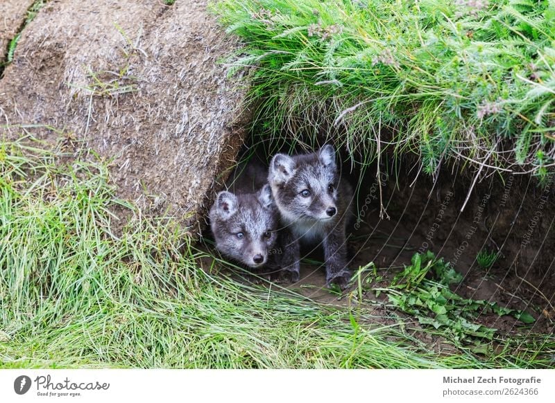 two young playful arctic fox cub in front of their lair Summer Baby Nature Animal Grass Meadow Fur coat Baby animal Small Cute Wild Blue Brown Green White