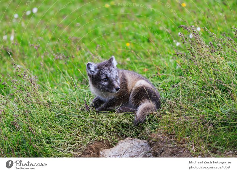 young playful arctic fox cub in iceland, summer Summer Baby Nature Animal Grass Meadow Fur coat Baby animal Small Cute Wild Blue Brown Green White The Arctic