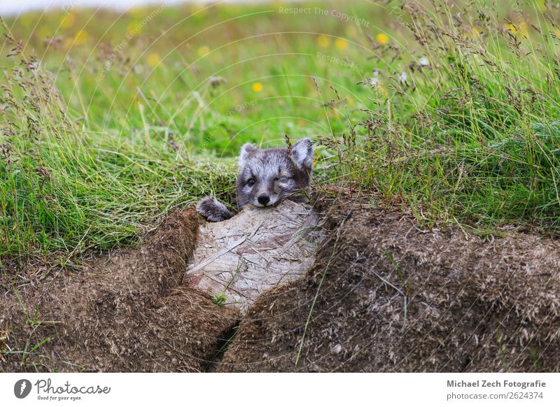 young playful arctic fox cub in iceland, summer Summer Baby Nature Animal Grass Meadow Fur coat Baby animal Small Cute Wild Blue Brown Green White The Arctic