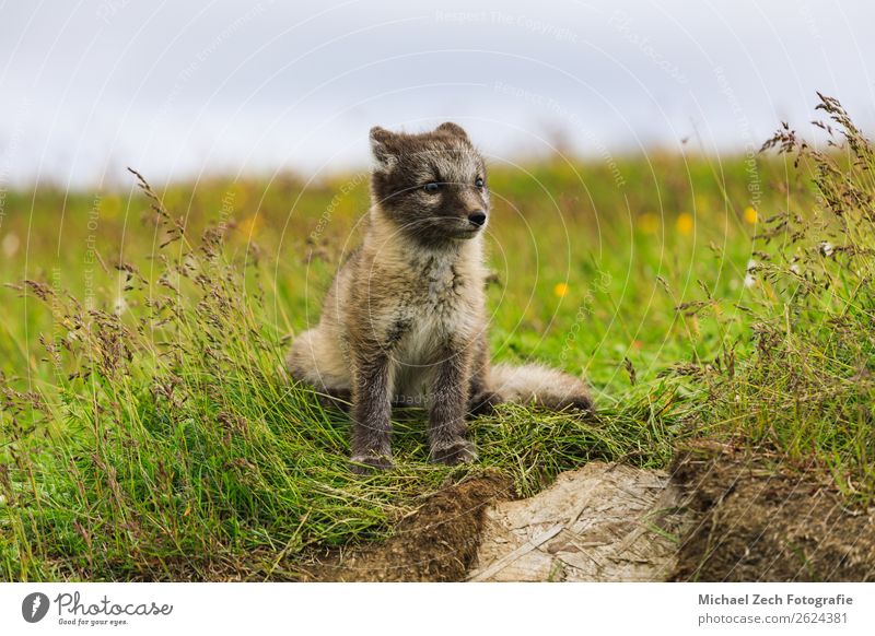 young playful arctic fox cub in iceland, summer Summer Baby Nature Animal Grass Meadow Fur coat Baby animal Small Cute Wild Blue Brown Green White The Arctic