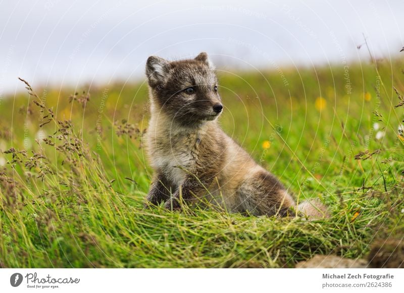 young playful arctic fox cub in iceland, summer Summer Baby Nature Animal Grass Meadow Fur coat Baby animal Small Cute Wild Blue Brown Green White The Arctic