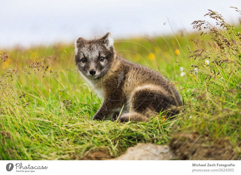 young playful arctic fox cub in iceland, summer Summer Baby Nature Animal Grass Meadow Fur coat Baby animal Small Cute Wild Blue Brown Green White The Arctic