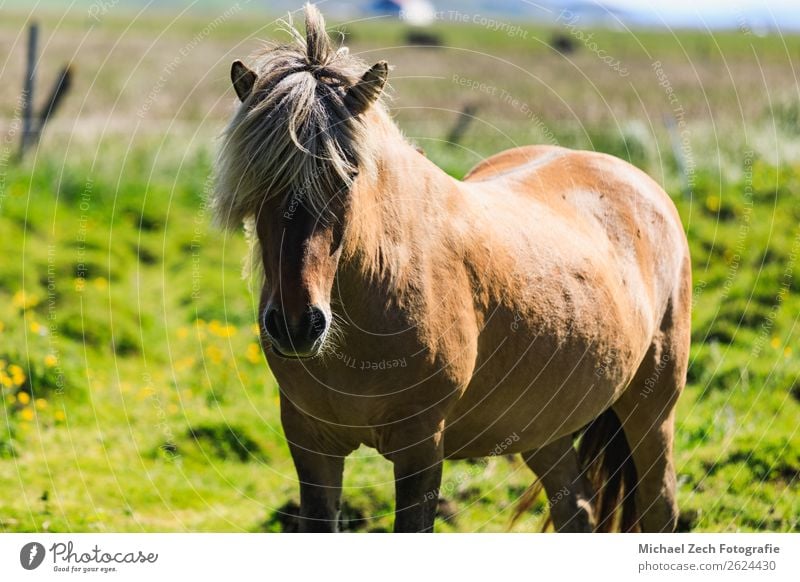 Brown Icelandic horse on a green field in summer Beautiful Island Mountain Group Nature Landscape Animal Grass Meadow Hill Glacier Horse Herd Natural Green