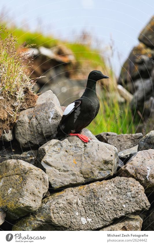 Portrait of a Black guillemot on rocks in iceland in summer Ocean Feet Nature Animal Rock Coast Harbour Bird Natural Wild Blue Red White wildlife Wilderness