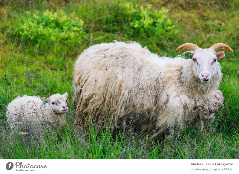 Icelandic sheep and lamb grazing in a field in summer Meat Mountain Baby Mother Adults Family & Relations Youth (Young adults) Group Nature Landscape Animal