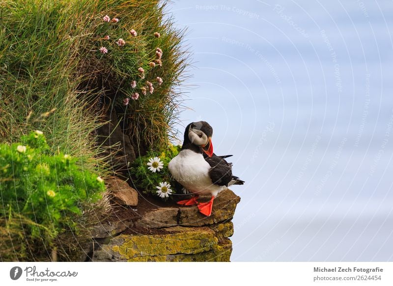 Puffin with Leucanthemum on the cliffs in Iceland Beautiful Vacation & Travel Tourism Summer Ocean Island Nature Animal Grass Rock Bird Stone Stand Small Cute