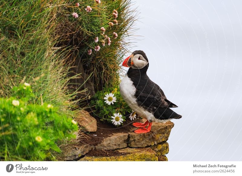 Puffin with Leucanthemum on the cliffs in Iceland Beautiful Vacation & Travel Tourism Summer Ocean Island Nature Animal Grass Rock Bird Stone Stand Small Cute