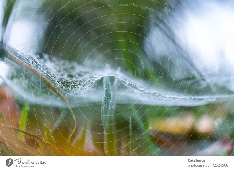 Lightly wound; spider web and blade of grass Environment Nature Plant Drops of water Winter Ice Frost Grass Blade of grass Garden Meadow Spider's web Hang
