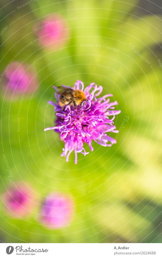 Blossom with honey bee Plant Flower Garden Animal Bee Honey bee 1 Beautiful Brown Multicoloured Yellow Green Pink Sprinkle Pollen Blur Colour photo