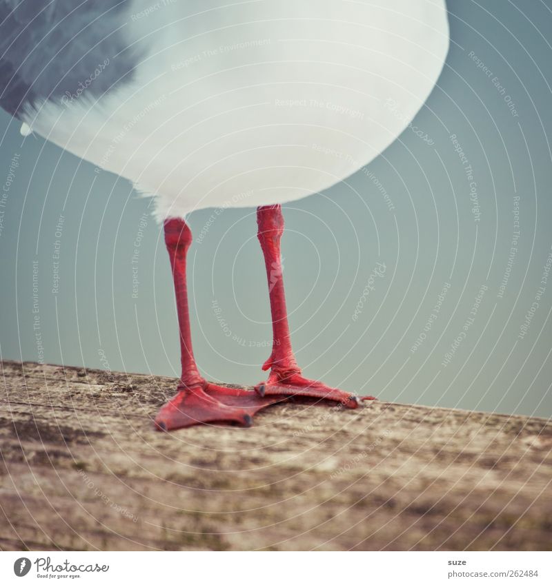 Red stockings Environment Animal Wild animal Bird 1 Wood Stand Wait Funny White Seagull Animal foot Feather Red-billed Gull Colour photo Multicoloured