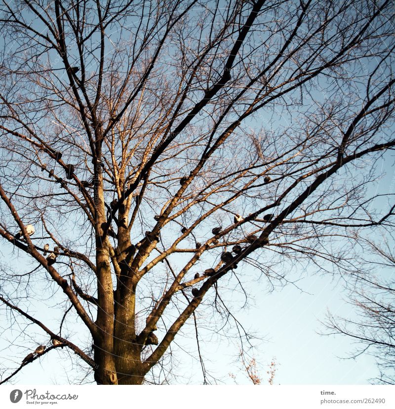 pigeon tree Environment Nature Plant Animal Winter Beautiful weather Tree Bird Pigeon Group of animals Relationship Society Break Calm Home country Relaxation