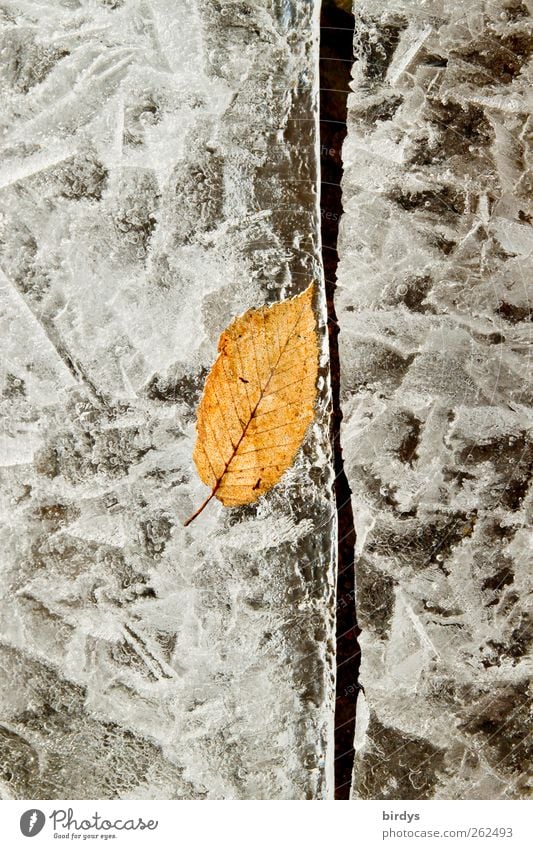 Leaf in frozen ice. Ice surface with crack, close-up with ice structures. Frost Lake Freeze Esthetic Winter Column Crack & Rip & Tear Climate 1 leaf Ice crystal