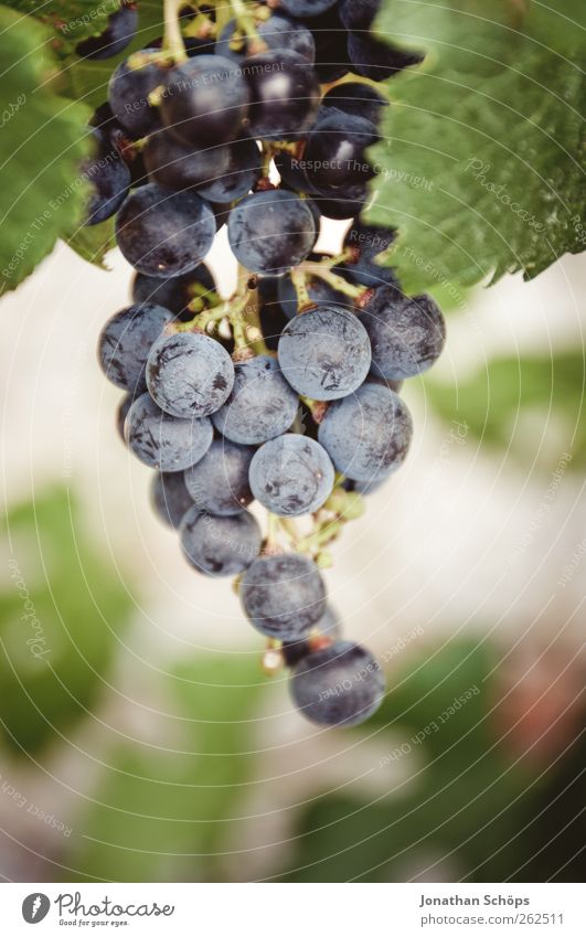 Grape close up Summer Sun Environment Nature Plant Beautiful weather green Violet Bunch of grapes Vineyard fruit Grape harvest Wine growing Berries Seed head