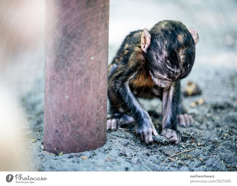 Monkeys at play Exterior shot Colour photo Environmental protection Idyll Peaceful Love of animals Wild animal Barbary ape Animal Observe Baby animal 1