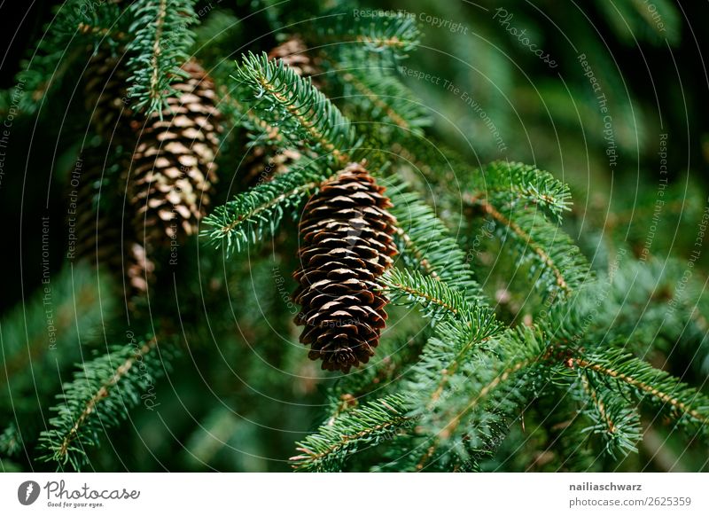 fir cones Christmas & Advent Environment Nature Plant Tree Foliage plant Fir tree Coniferous trees Cone Fir cone Garden Park Forest Fragrance Growth Natural