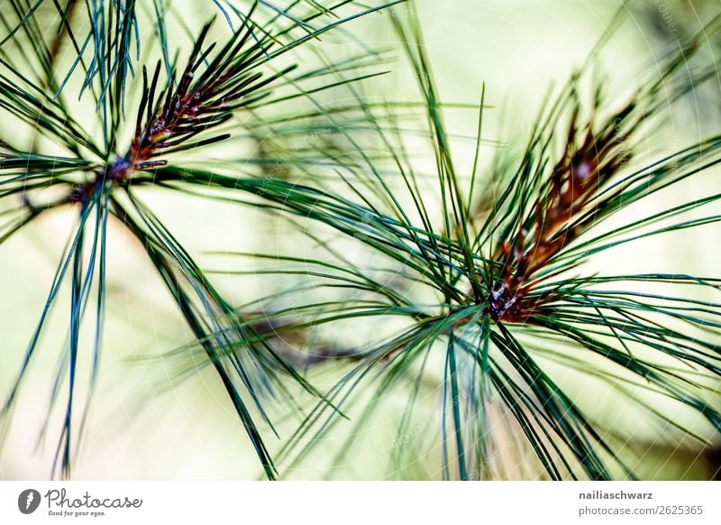 pine needles Environment Nature Plant Tree Leaf Foliage plant Pine Coniferous trees Garden Park Forest Growth Fragrance Fresh Natural Beautiful Green