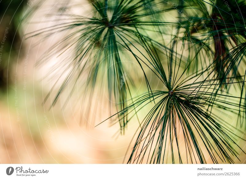 Pine needles in summer tree Plant Coniferous trees coniferous Jawbone Nature Exterior shot green Environment Forest Day Deserted Colour photo Twig Blur natural