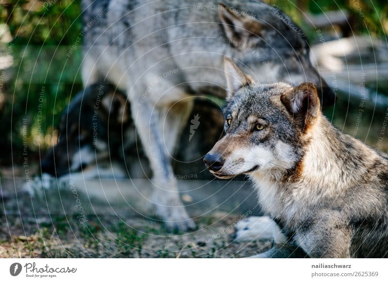 wolf Environment Nature Animal Wild animal Animal face Zoo Wolf Land-based carnivore Group of animals Pack Animal family Observe Discover Relaxation Looking