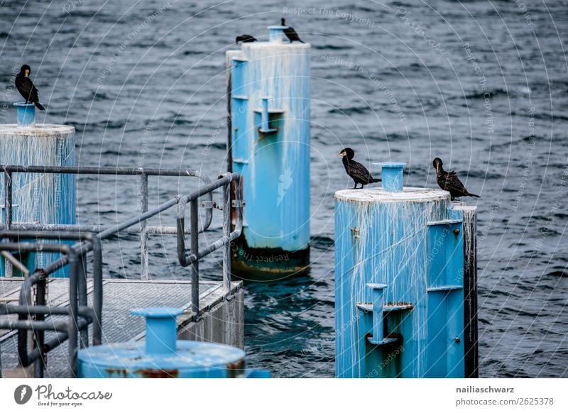 cormorants Vacation & Travel Tourism Summer vacation Baltic Sea Ocean Rügen Sellin Mecklenburg-Western Pomerania Germany Europe Industrial plant Bridge Animal