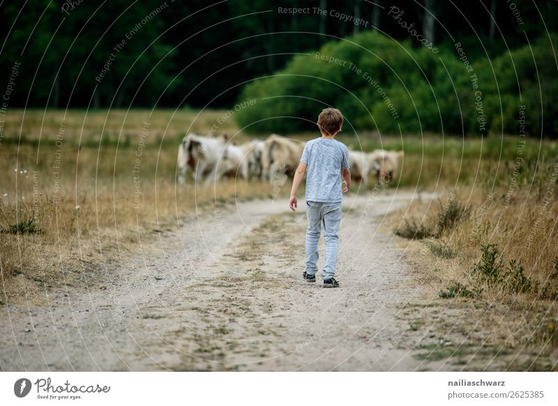 summer Agriculture Forestry Human being Child Boy (child) Body 1 8 - 13 years Infancy Environment Nature Landscape Summer Grass Bushes Field Animal Cow Herd