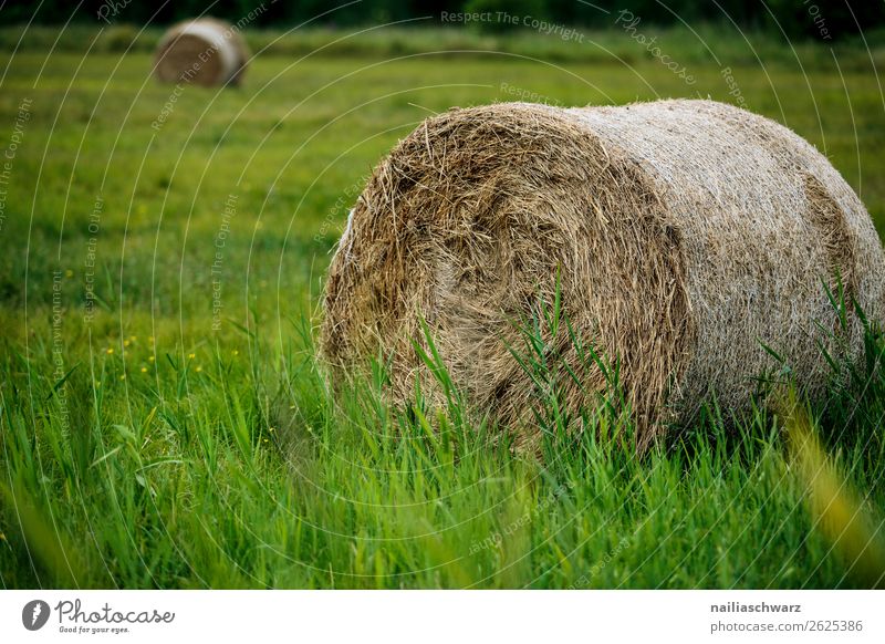 hay bales Vacation & Travel Tourism Trip Summer Summer vacation Agriculture Forestry Environment Nature Landscape Plant Grass Mecklenburg-Western Pomerania
