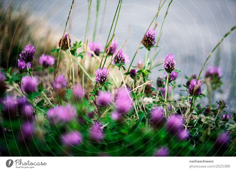 red clover blossoms Environment Nature Plant Spring Summer Flower Agricultural crop Clover Clover blossom Garden Meadow Field Blossoming Fragrance Growth Fresh