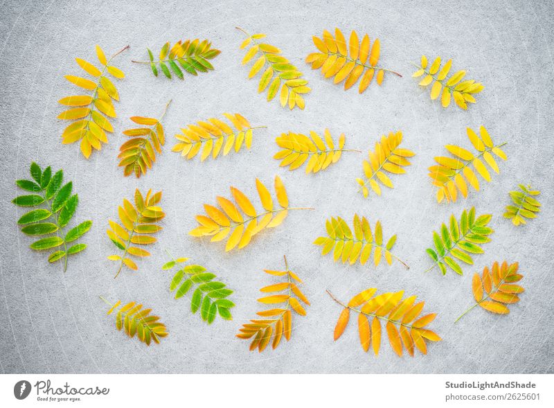 Golden ashberry tree leaves on concrete background Design Beautiful Leisure and hobbies Garden Gardening Agriculture Forestry Art Nature Plant Autumn Tree Leaf