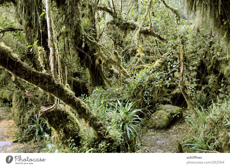 Back there - an animal! Environment Nature Plant Tree Grass Bushes Moss Foliage plant Wild plant Exotic Virgin forest Green Great burr Fern Undergrowth Muddled